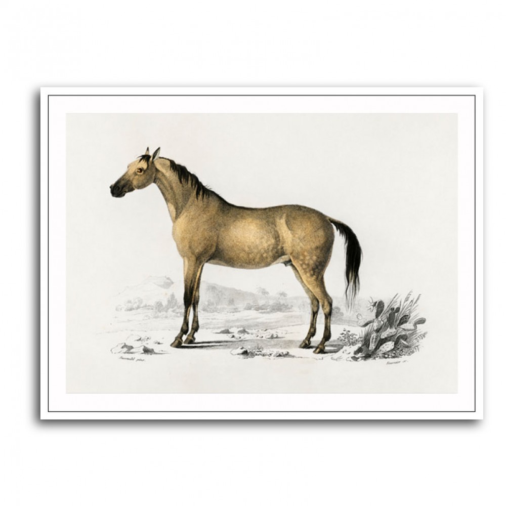 Horse shop picture frames